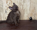 Кошки в Воронеже: Котёнок Европейская бурма Девочка, Бесплатно - фото 1