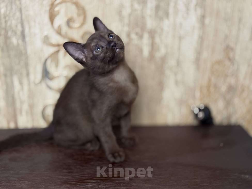 Кошки в Воронеже: Котёнок Европейская бурма Девочка, Бесплатно - фото 1
