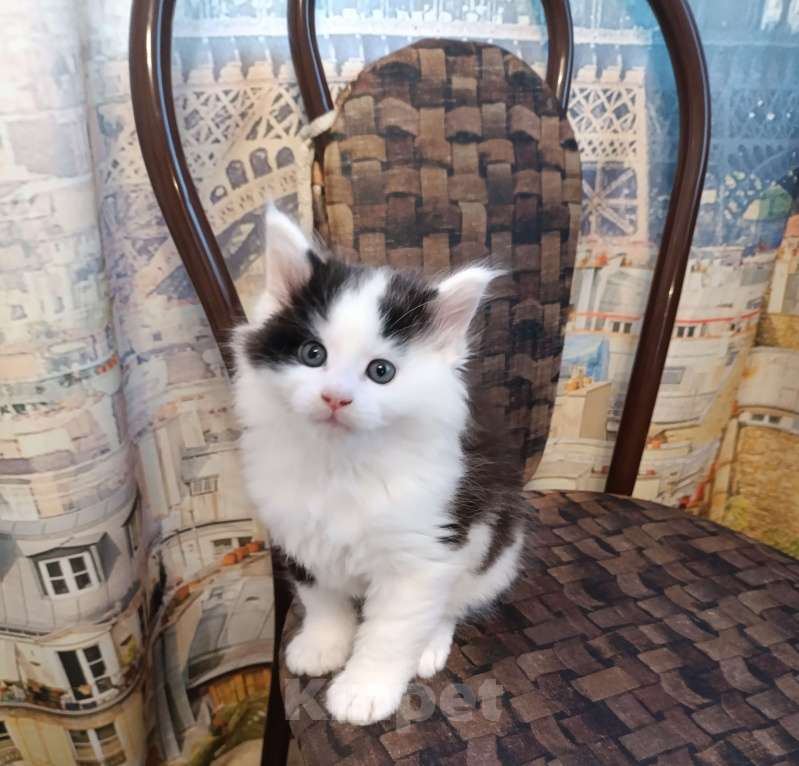 Кошки в других городах Новосибирской области: Котёнок Мейн-кун  Мальчик, 18 000 руб. - фото 10
