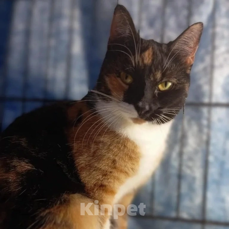 Кошки в Москве: Полгода заточения в клеточке Девочка, Бесплатно - фото 4