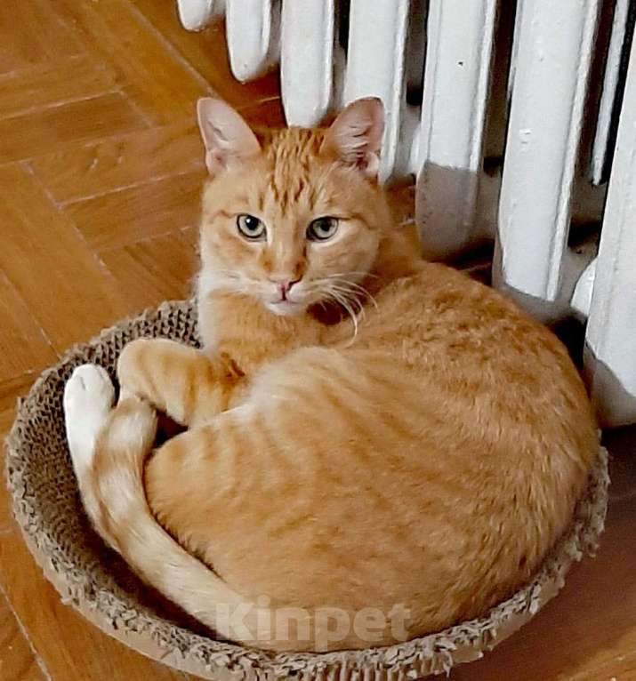 Кошки в Одинцово: выкинули рыжика котик ищет срочно дом Мальчик, Бесплатно - фото 1