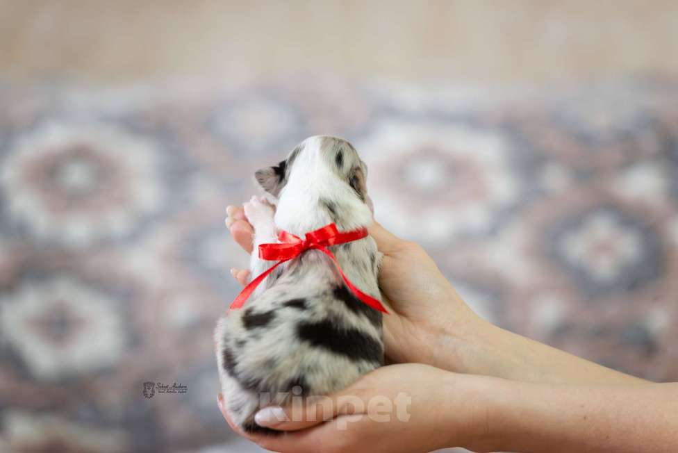 Собаки в Москве: Австралийская овчарка, щенок аусси Девочка, Бесплатно - фото 2