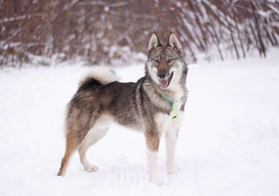 Собаки в Москве: Преданный и ласковый парень в добрые руки Мальчик, Бесплатно - фото 6