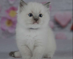 Кошки в Москве: Рэгдолл девочка с серым носиком Девочка, 30 000 руб. - фото 2