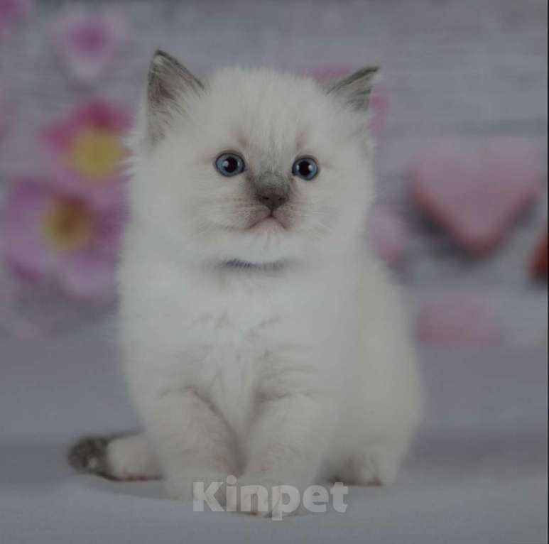 Кошки в Москве: Рэгдолл девочка с серым носиком Девочка, 30 000 руб. - фото 2