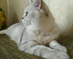 Кошки в Коломне: Вязка, 2 500 руб. - фото 4