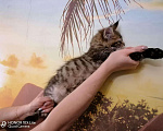 Кошки в Кудымкаре: Котенок Мейн кун кот., 20 000 руб. - фото 9