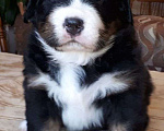 Собаки в Кинешме: Щенки Бернского зенненхунда Девочка, 45 000 руб. - фото 10