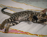 Кошки в Москве: Бенгальский котёнок Мальчик, 25 000 руб. - фото 8