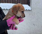 Собаки в Яхроме: Милые щенки в добрые руки Девочка, 5 руб. - фото 7
