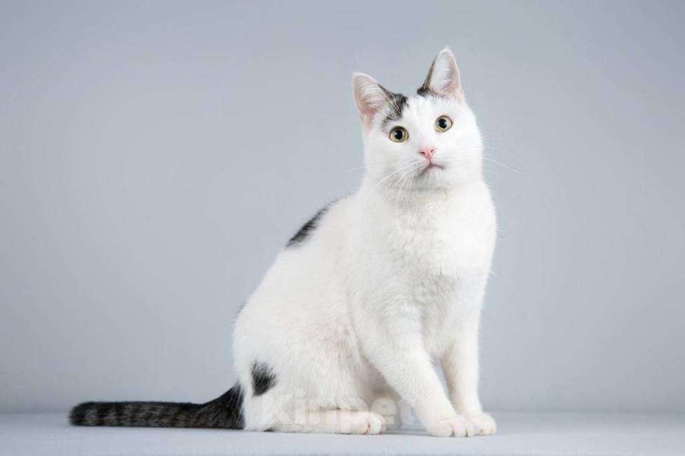 Кошки в Москве: Котейка Андрейка ищет доброе сердце.  Мальчик, Бесплатно - фото 2