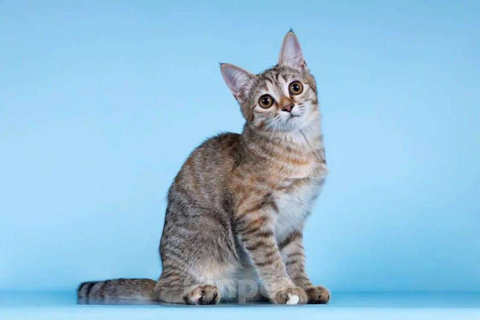 Кошки в Москве: Кассия в добрые руки Девочка, Бесплатно - фото 2