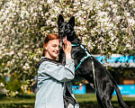 Собаки в Москве: Собака в добрые руки Мальчик, Бесплатно - фото 8