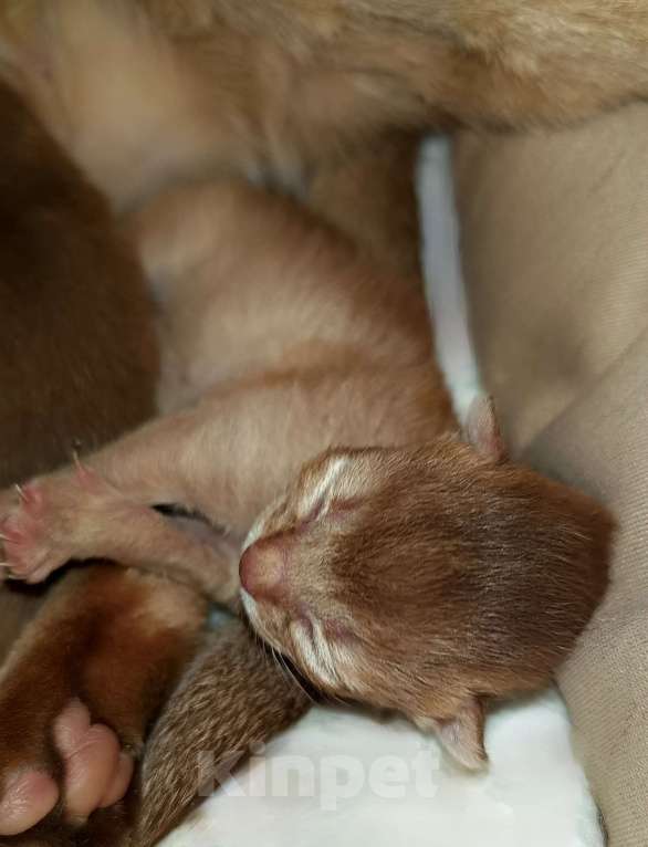 Кошки в Москве: Абиссинский котята соррель Разнополые, 165 000 руб. - фото 3