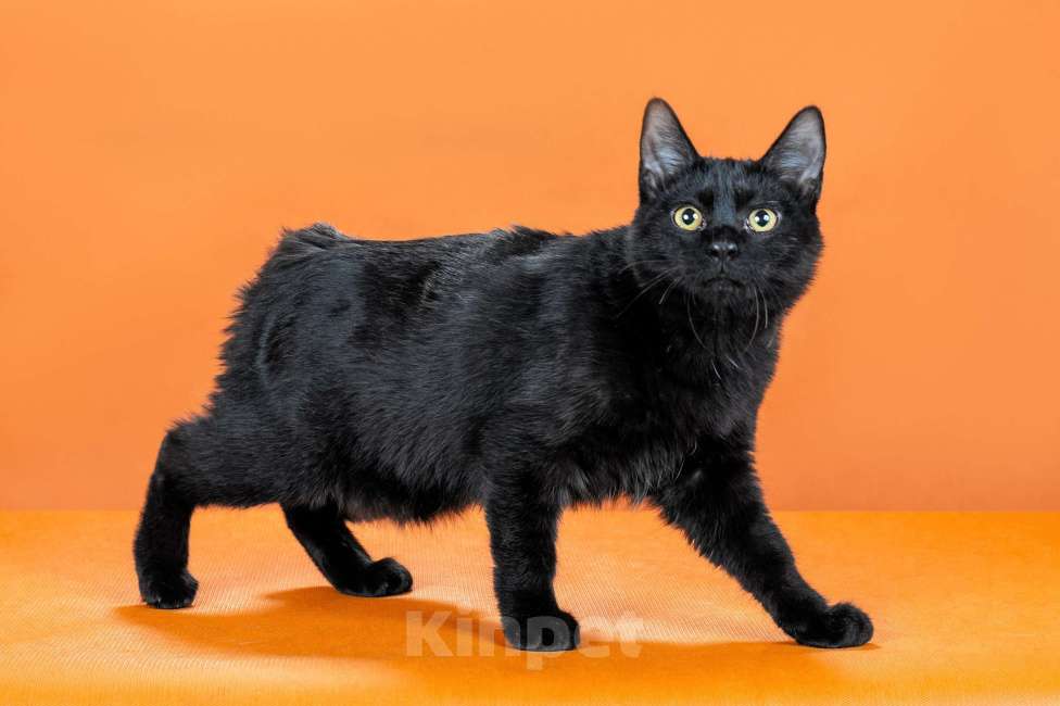 Кошки в Омске: кошечка курильского бобтейла Девочка, 30 000 руб. - фото 5