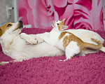 Кошки в Химках: Чудесный Коржик ищет дом Мальчик, 100 руб. - фото 4
