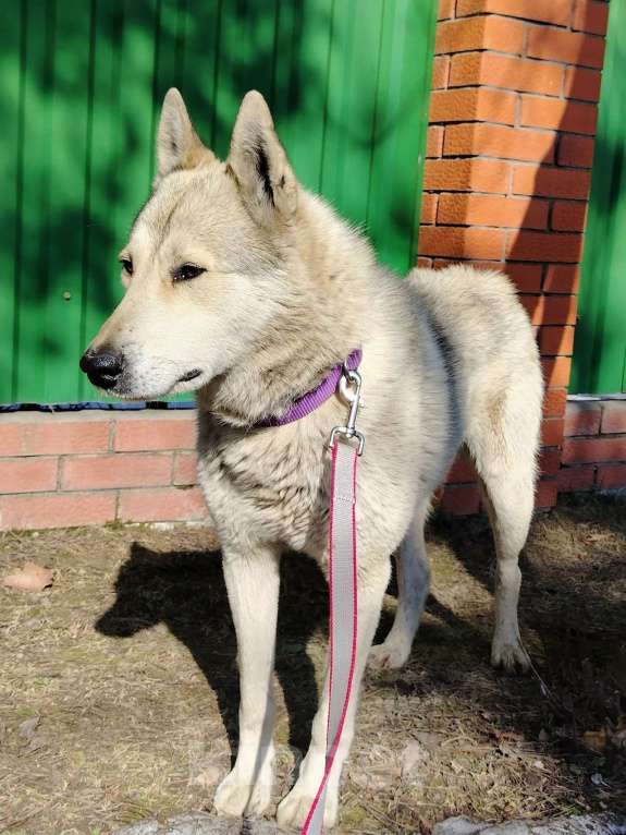Собаки в Чехове: ПОМОГИТЕ ВОЛЧКУ НАЙТИ ЛЮБЯЩИЙ ДОМ! 🙌 Мальчик, Бесплатно - фото 3