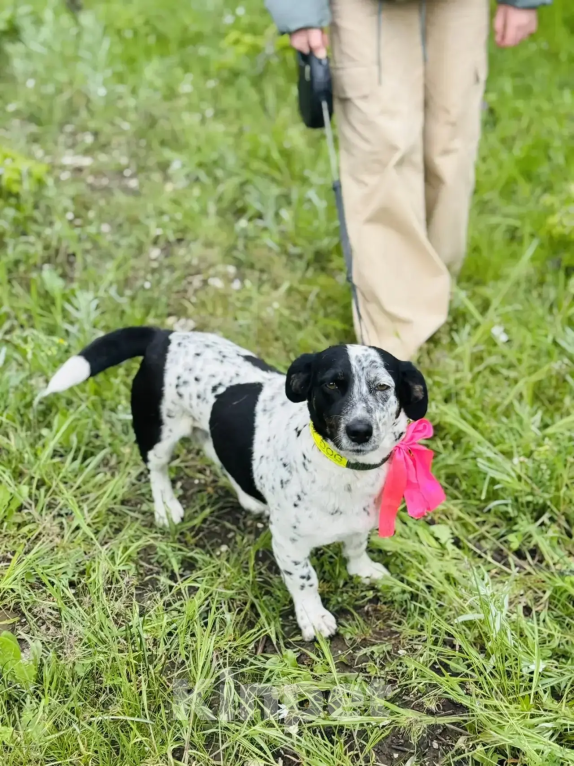 Собаки в Новороссийске: Веснушка ищет дом Девочка, 99 руб. - фото 2