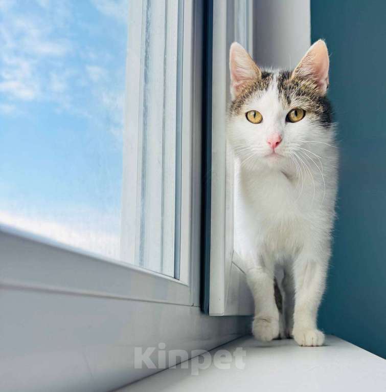 Кошки в Москве: Кошка Лизавета ищет семью Девочка, Бесплатно - фото 8