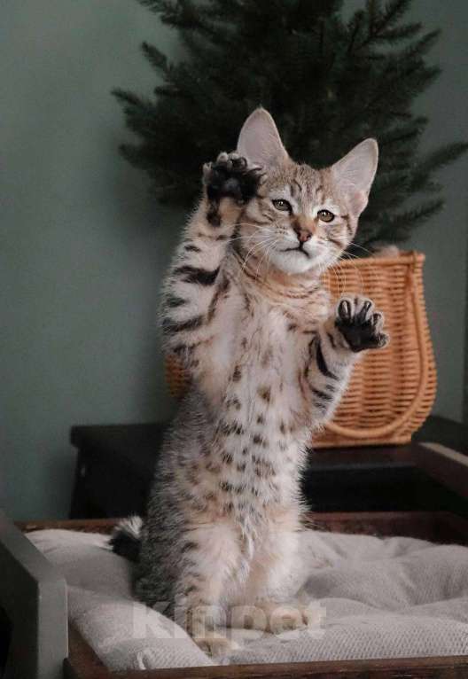 Кошки в Москве: Пиксибоб котята Мальчик, 50 000 руб. - фото 3