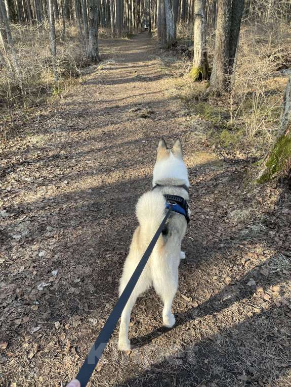 Собаки в Зеленогорске: Потерялась собака! Мальчик, Бесплатно - фото 3