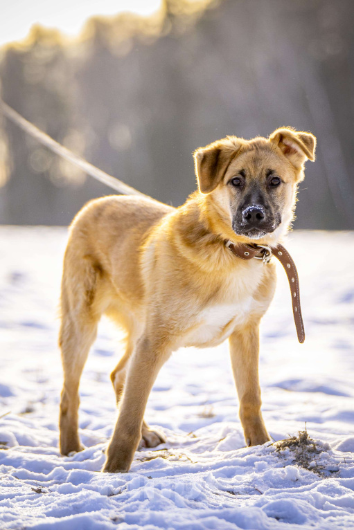Собаки в Клине: Реджи — шаловливый пёсик Мальчик, Бесплатно - фото 7