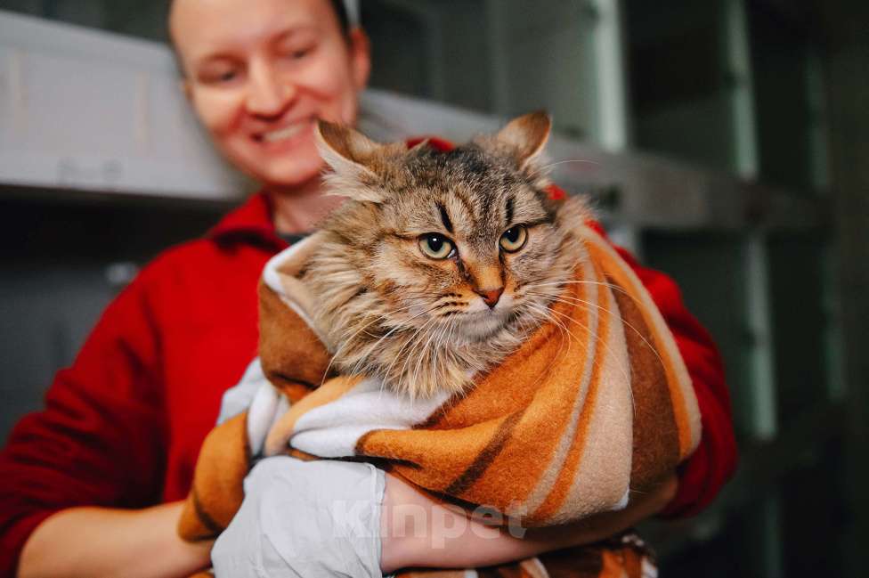 Кошки в Москве: Скромный котик Изюм ждет своего человека! Мальчик, Бесплатно - фото 3