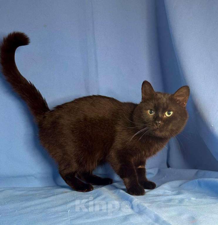 Кошки в Москве: Кот с лейкозом в добрые руки Мальчик, Бесплатно - фото 5