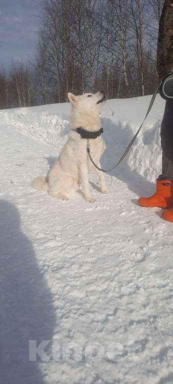 Собаки в Москве: Белый красавец в дар, компаньон Мальчик, Бесплатно - фото 2