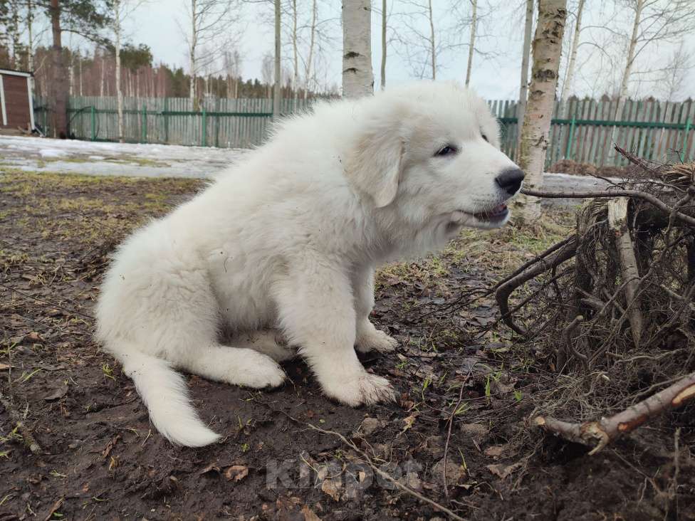 Собаки в других городах Ленинградской области: Харди пиренейская горная собака  Мальчик, 100 000 руб. - фото 4
