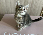 Кошки в Москве: Маленькие котята (2 мес.) в добрые руки Мальчик, Бесплатно - фото 4