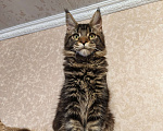 Кошки в Москве: Котёнок Мейн-Кун из питомника Мальчик Мальчик, 37 000 руб. - фото 5