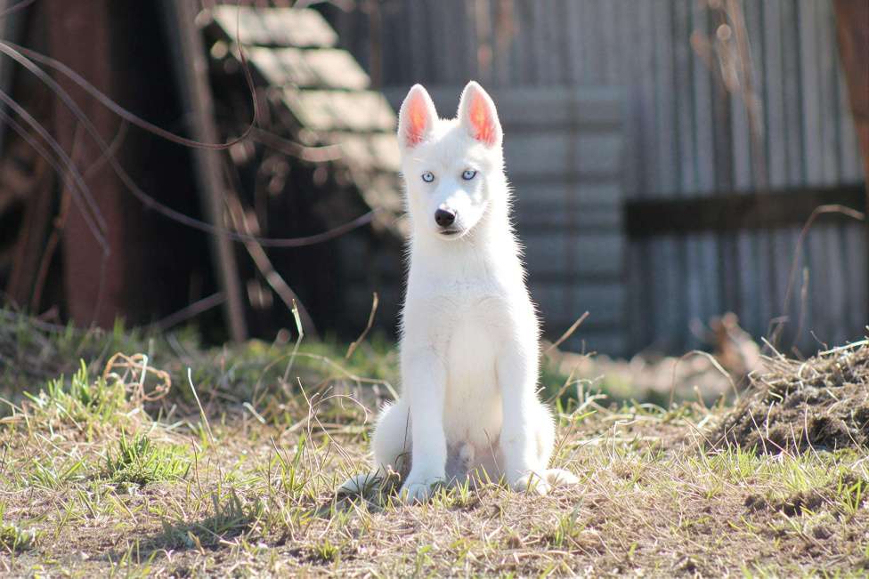 Собаки в Москве: Белый голубоглазый щенок сибирский хаски Мальчик, 50 000 руб. - фото 4