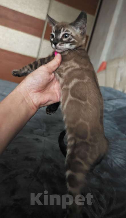 Кошки в Краснодаре: Шикарная угольная девочка минк Девочка, Бесплатно - фото 3