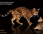 Кошки в Санкт-Петербурге: Бенгальский мальчик Мальчик, 35 000 руб. - фото 2