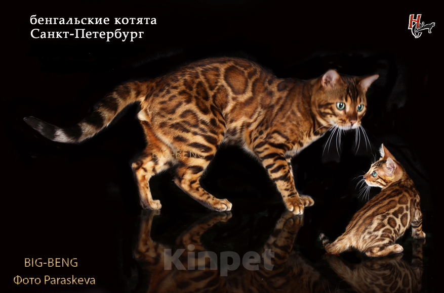 Кошки в Санкт-Петербурге: Бенгальский мальчик Мальчик, 40 000 руб. - фото 2