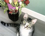 Кошки в Санкт-Петербурге: Котенок подросток ищет дом! Мальчик, Бесплатно - фото 1