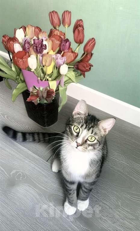 Кошки в Санкт-Петербурге: Котенок подросток ищет дом! Мальчик, Бесплатно - фото 1