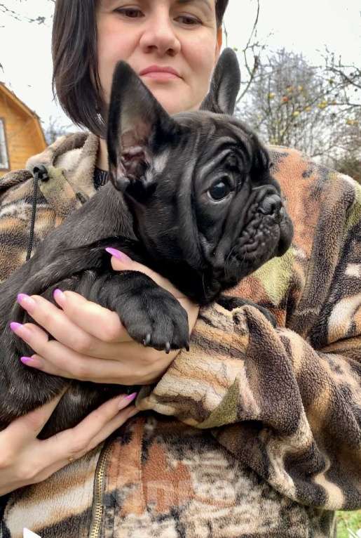 Собаки в Иваново: тигровый красавец Мальчик, 65 000 руб. - фото 1