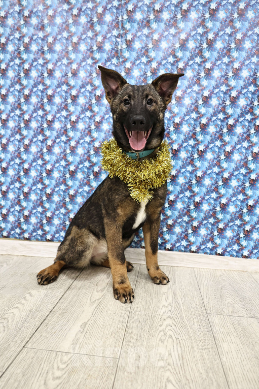 Собаки в Москве: Щенки бесплатно в Москве Девочка, Бесплатно - фото 3