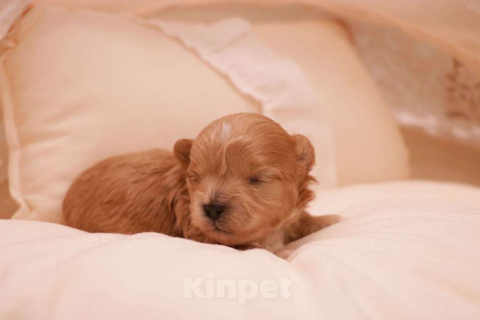 Собаки в Москве: Мальтипу девочка микро Корея Девочка, 150 000 руб. - фото 5