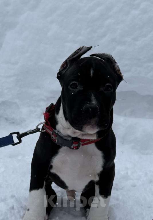 Собаки в Москве: Щенок американского стаффордширского терьера! Мальчик, 60 000 руб. - фото 2