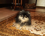 Собаки в Москве: Вязка. Кобель померанского шпица Мальчик, 8 000 руб. - фото 1