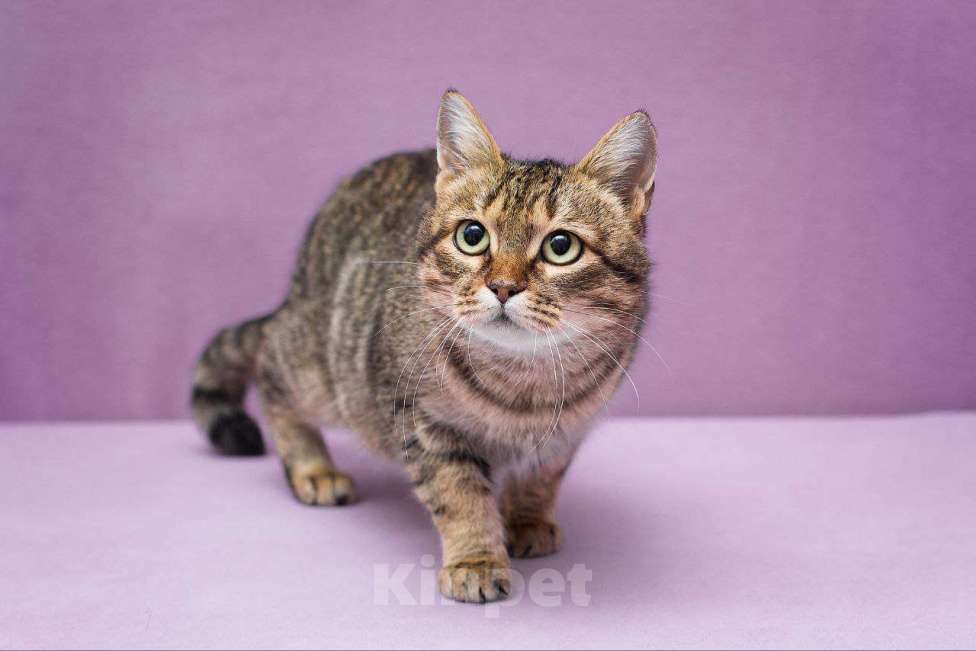 Кошки в Москве: Милейшая кошечка Тирамису Девочка, Бесплатно - фото 1