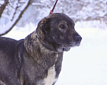 Собаки в Видном: Гюль, метис алабая, 3 года Девочка, Бесплатно - фото 5