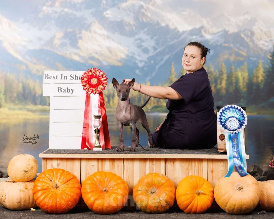 Собаки в Москве: Щенок ксолоитцкуинтли Девочка, Бесплатно - фото 3