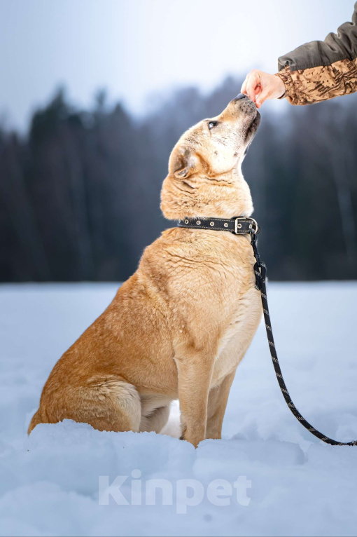 Собаки в Клине: Зоя — самостоятельная собачка с большим сердцем Девочка, Бесплатно - фото 2