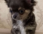 Собаки в Москве: Чихуахуа мальчик щенок Мальчик, 35 000 руб. - фото 2