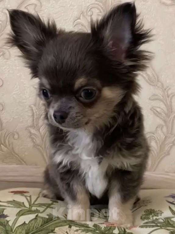Собаки в Москве: Чихуахуа мальчик щенок Мальчик, 35 000 руб. - фото 2