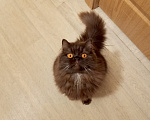 Кошки в Санкт-Петербурге: Шоколадный шотландский котик Мальчик, 20 000 руб. - фото 2